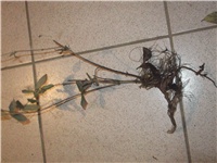 f72d8e50-Picture 001.jpg